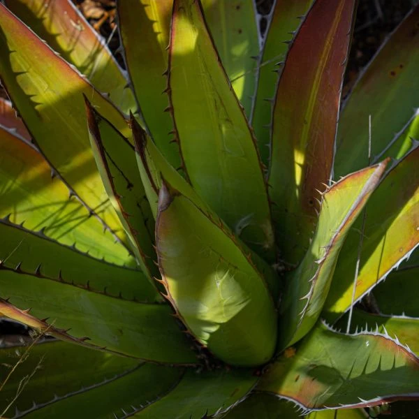Изображение Агава долинная 'Магия Митлы'   - Agave convallis 'Mitla Magic'