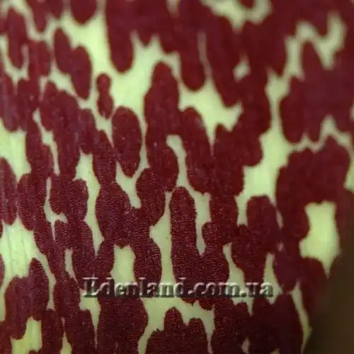 Зображення Сауроматум жилкуватий - Sauromatum venosum