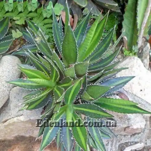 Зображення Агава однострічкова - Agave univittata