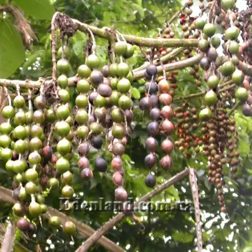 Зображення Еритріна абіссінська - Erythrina abyssinica