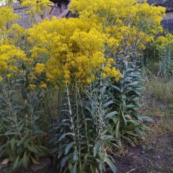 Изображение цветущие растения