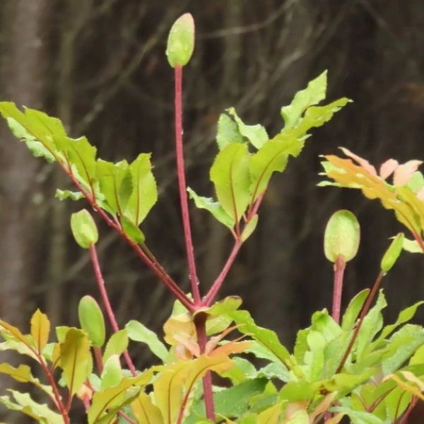 Изображение Кунония капская  - Cunonia capensis 