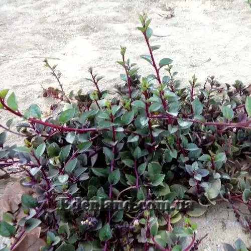 Изображение Базелла белая (красная) - Basella alba (rubra)