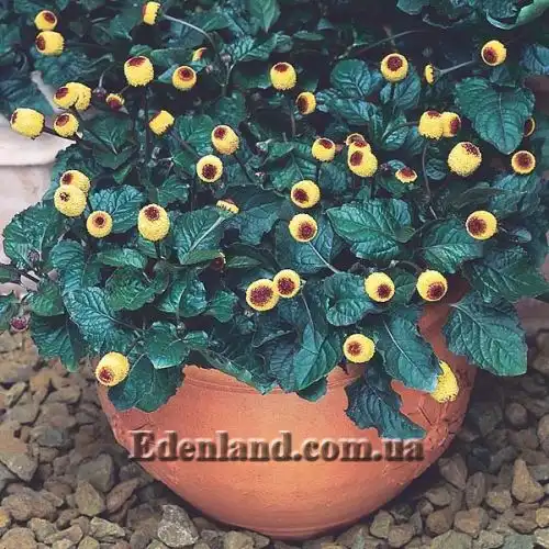 Зображення Спілантес городній - Spilanthes oleracea