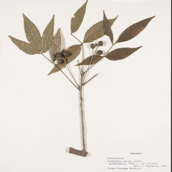 Зображення Комміфора Емінії  - Commiphora eminii    