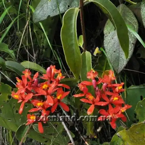 Изображение Эпидендрум однобокий  - Epidendrum secundum 
