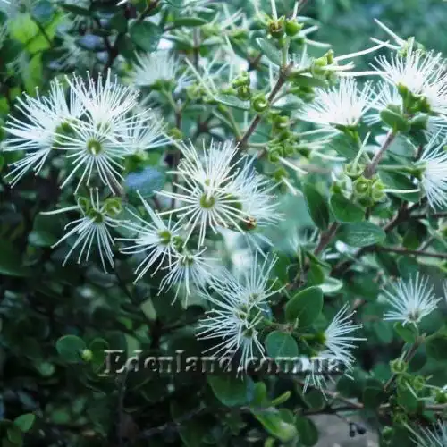 Зображення цветение