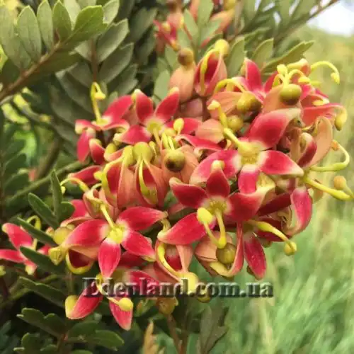 Изображение Ломатия ржавая - Lomatia ferruginea