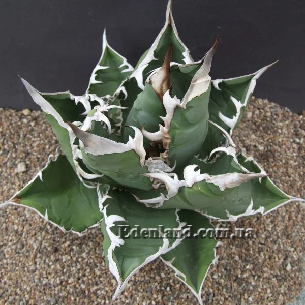 Зображення Агава Отеро  - Agave oteroi
