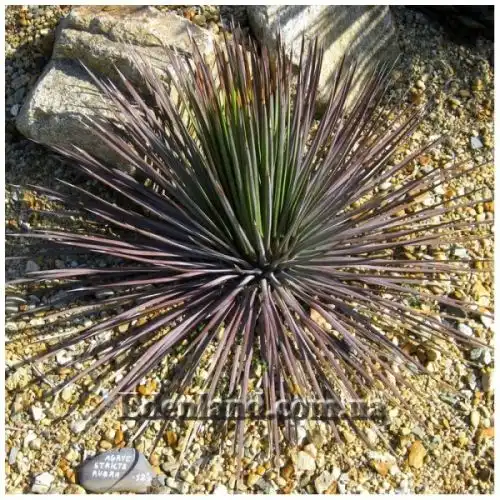 Изображение Агава сжатая красная - Agave stricta Rubra