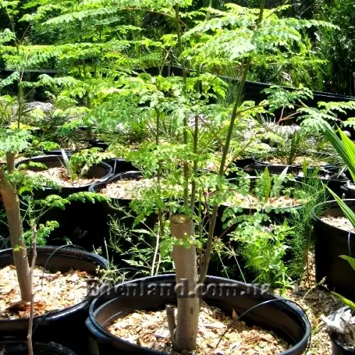 Изображение растение в горшке