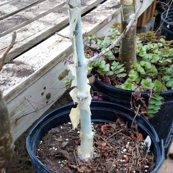 Зображення Комміфора Емінії  - Commiphora eminii    
