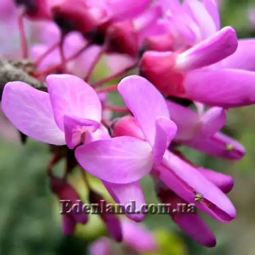 Изображение Церцис рожковый - Cercis siliquastrum