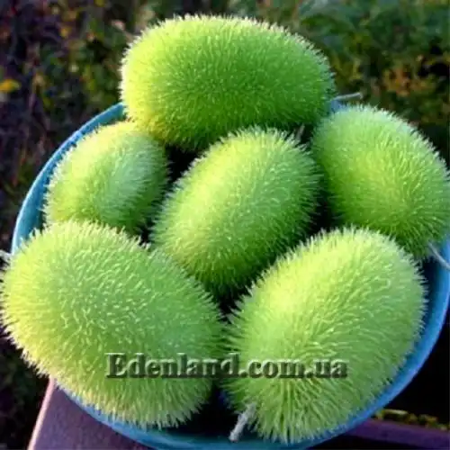 Изображение Огурец ворсянковый  - Cucumis dipsaceus