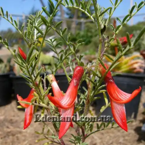 Изображение Сутерландия кустарниковая  - Sutherlandia frutescens