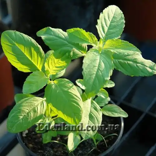 Зображення Базилік священний - Ocimum sanctum