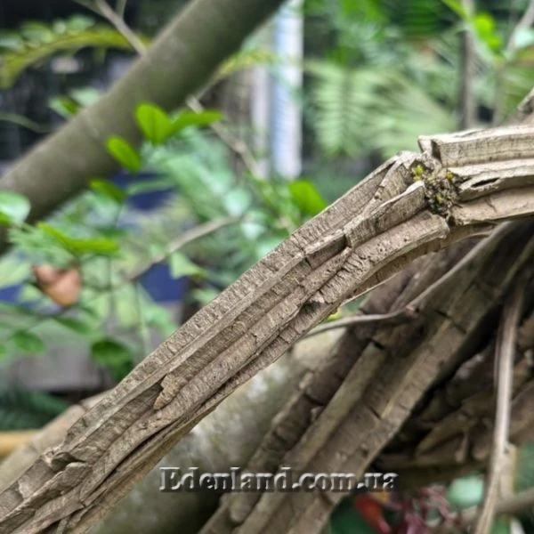 Изображение Аристолохия беложильчатая  - Aristolochia leuconeura