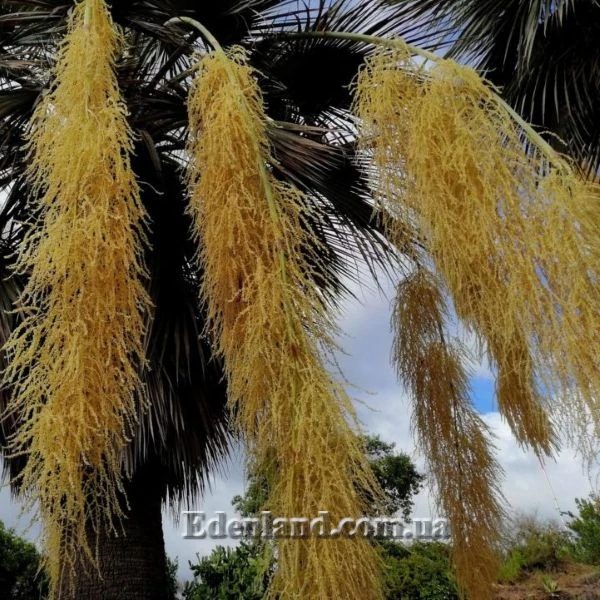 Изображение цветущая пальма