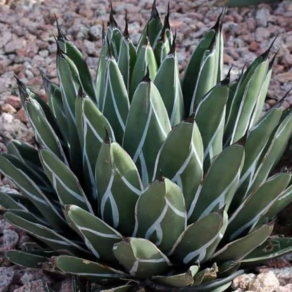 Изображение Агава Никельс  - Agave nickelsiae