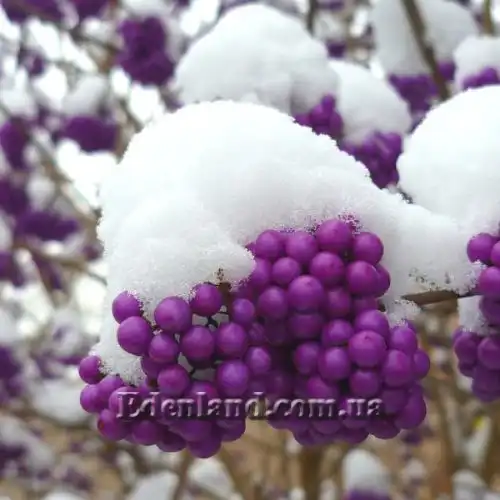 Изображение Каликарпа Бодинье - Callicarpa bodinieri
