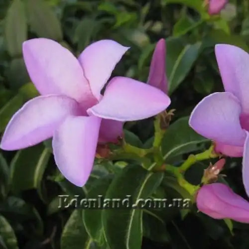 Зображення Криптостегія великоквіткова - Cryptostegia grandiflora