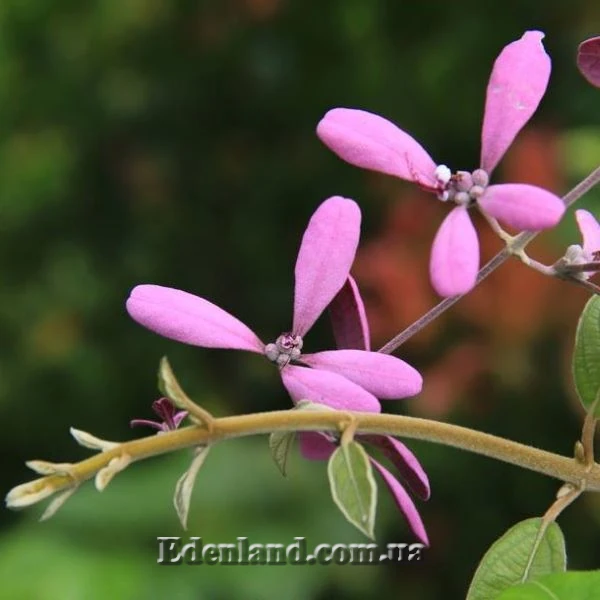 Зображення квіти