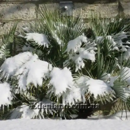 Изображение Хамеропс приземистый - Chamaerops humilis