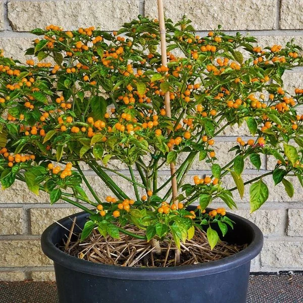 Зображення Перець Аджі Чарапіта жовтий  - Aji Charapita Yellow