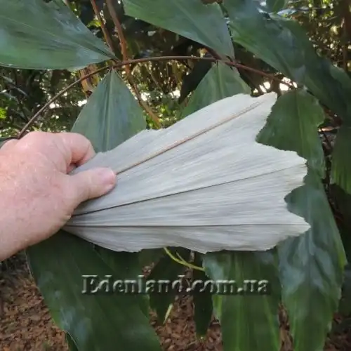 Изображение Валличия (валлихия) продолговатолистная - Wallichia oblongifolia