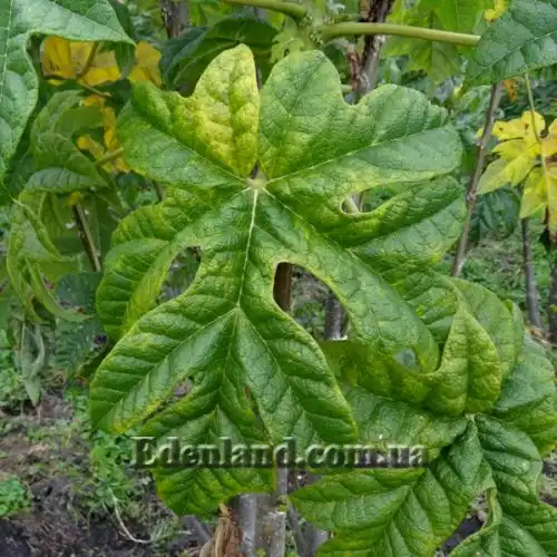 Изображение Карика кундинамаркская - Carica cundinamarcensis