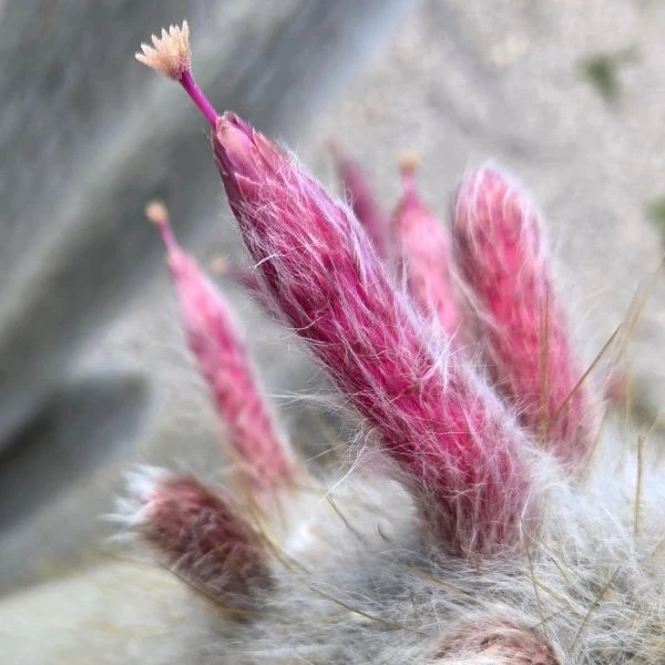 Зображення Клейстокактус Штрауса - Cleistocactus strausii 