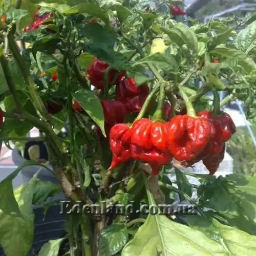 Изображение Перец Тринидад Моруга Скорпион Красный - Capsicum Trinidad Moruga Scorpion Red