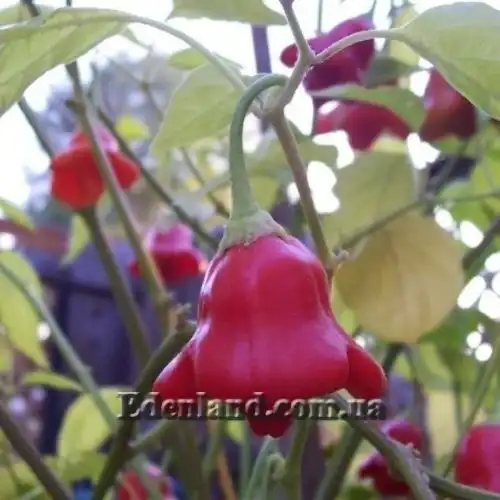 Изображение Перец Корона епископа - Capsicum Bishops Crown