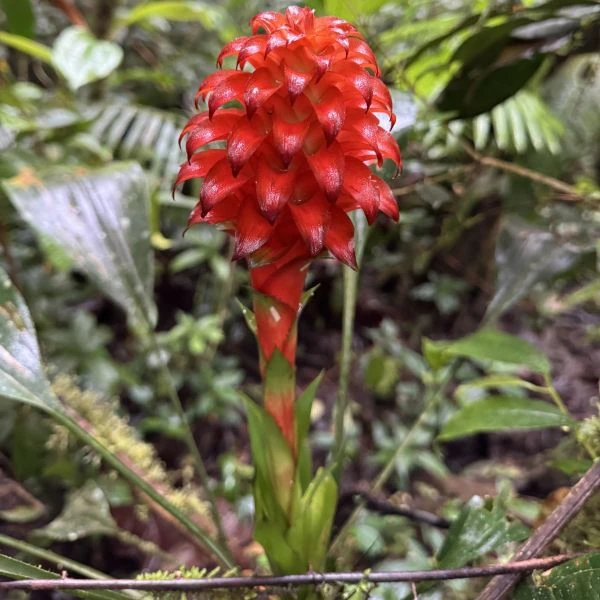 Зображення Піткернія чорна - Pitcairnia nigra 