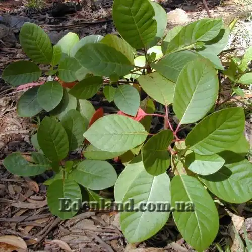 Изображение Цинхона пушистая - Cinchona pubescens