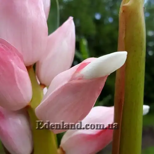 Изображение Альпиния малаккская - Alpinia malaccensis