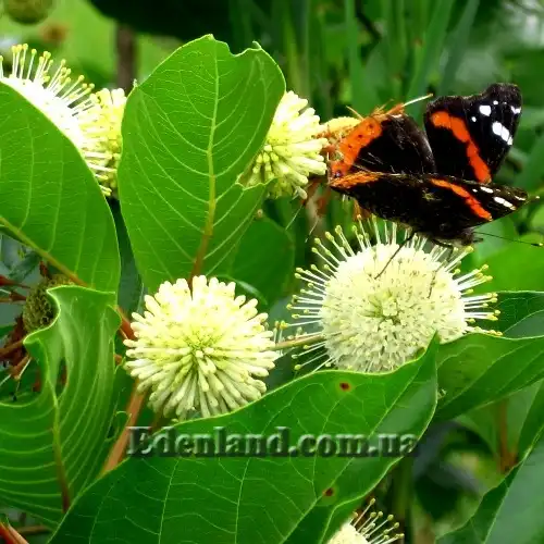 Зображення цветение