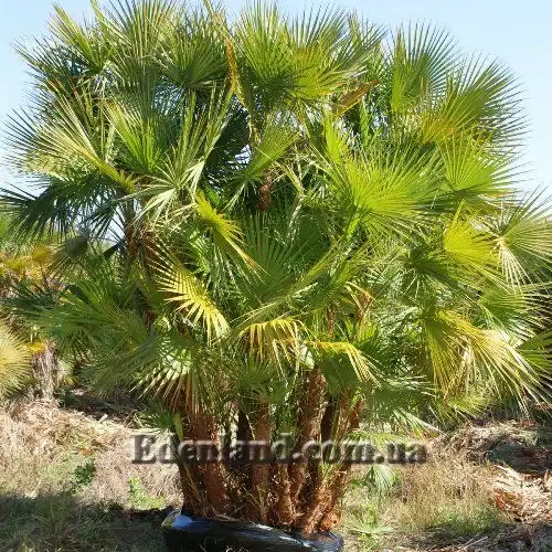 Зображення у контейнері