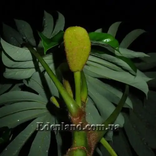 Зображення Мусанга цекропієвидна - Musanga cecropioides