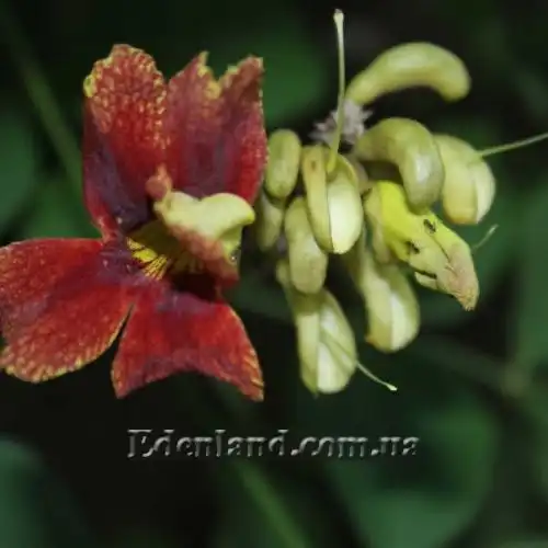 Изображение Маркамия занзибарская - Markhamia zanzibarica