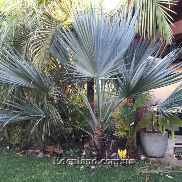 Изображение взрослое растение