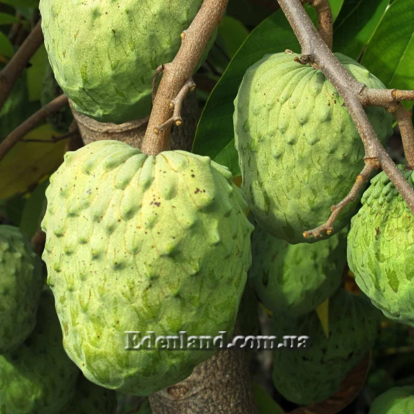 Изображение плоды