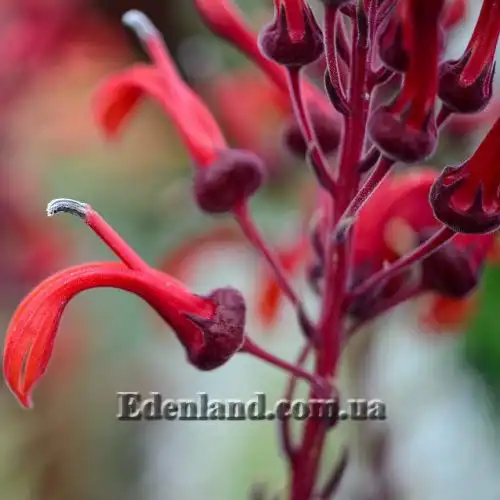 Изображение Лобелия Тупа - Lobelia tupa