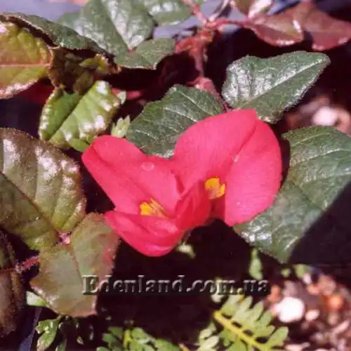 Изображение Кеннедия исключительная - Kennedia eximia