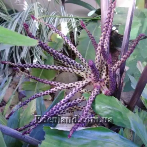 Изображение женские соцветия