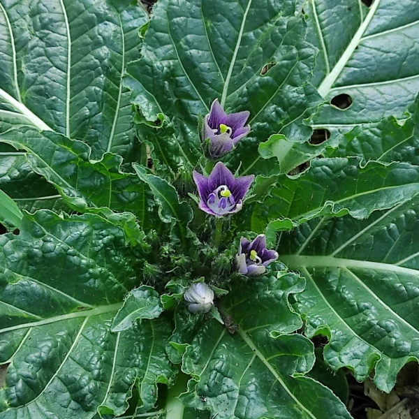 Новинки - листопад 2025 року.