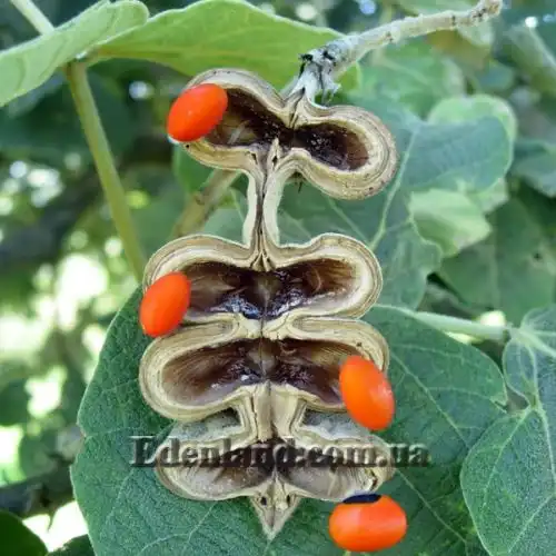 Зображення Еритріна абіссінська - Erythrina abyssinica
