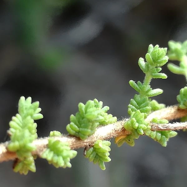 Изображение Джеймсбриттения мелколистная - Jamesbrittenia microphylla   