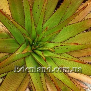 Зображення доросла рослина