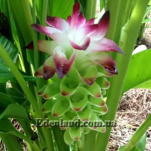 Изображение Куркума длинная - Curcumae longae